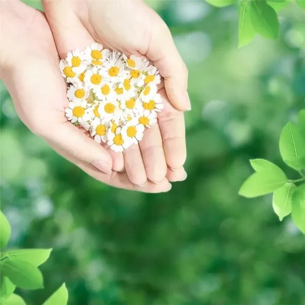 Гігієнічні прокладки Naturella Ultra Normal 20 шт.